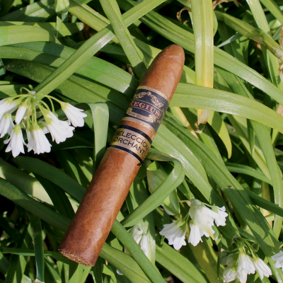 Regius Orchant Seleccion - C.Gars Exclusive