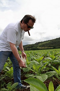 Mitchell Peru Tobacco Field