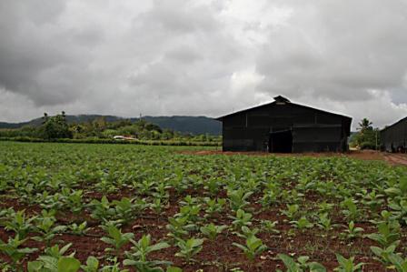 Regius Cigars