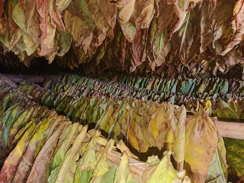 La Flor Dominicana Tobacco Curing Barn