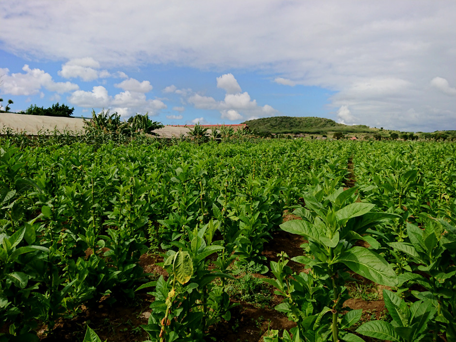 La Flor Dominicana Tobacco Farm