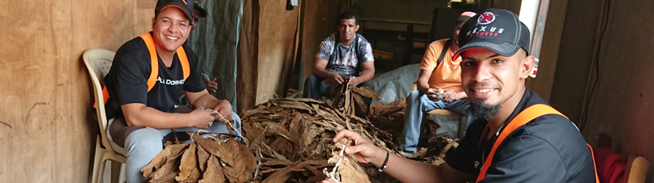 Sorting tobacco leaves for fermentation in the DR