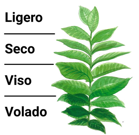 Tobacco Plant Leaf Diagram