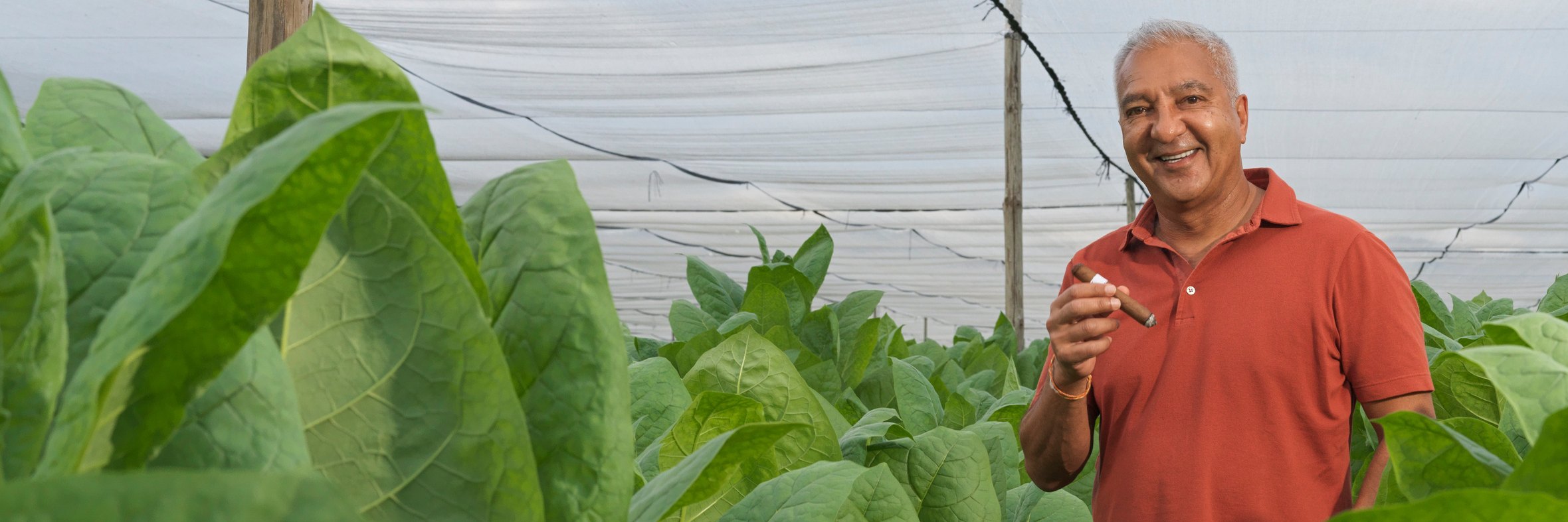 Rocky Patel among the tobacco plants