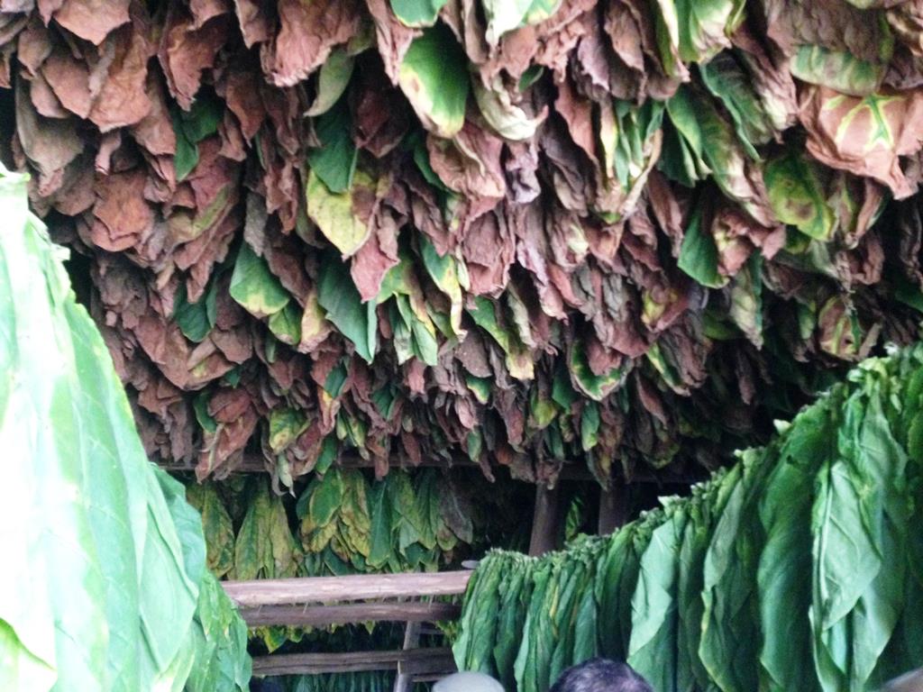 Ian\'s Trip to Cuba