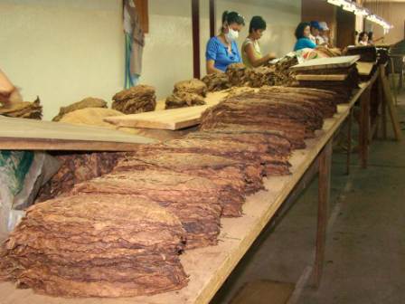 Inka Secret Blend Cigars