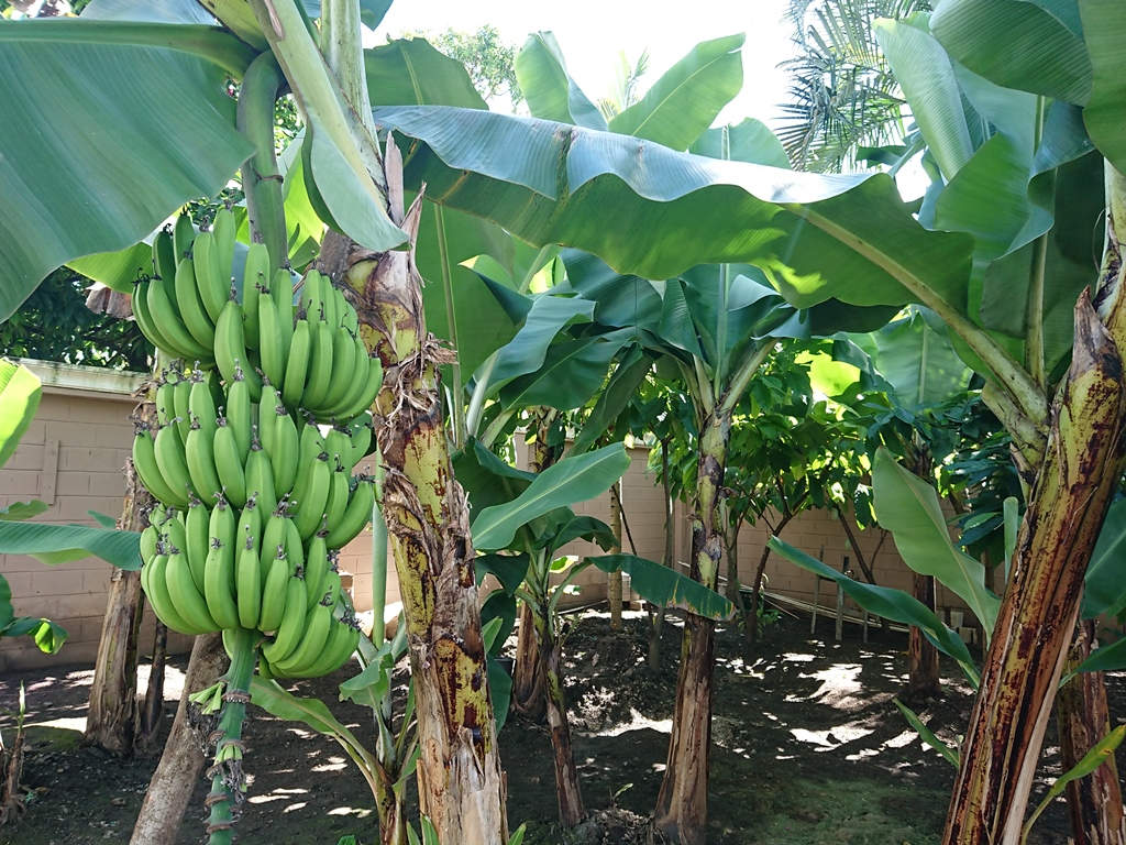 James\'s Trip to the Dominican Republic