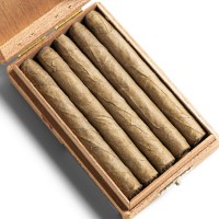 De Olifant Senoritas - VOC XO Cigar - Box of 10