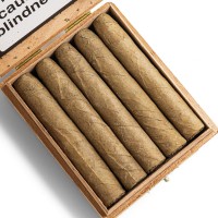 De Olifant Robusto Valentino Cigar - Box of 10