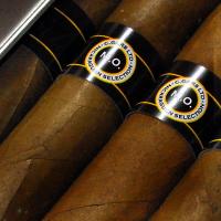 C.Gars Ltd Exclusive - Nicaraguan Petit Corona Cigar - Tin of 10