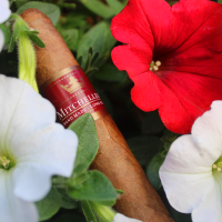 Mitchellero Corona Cigar - 1 Single