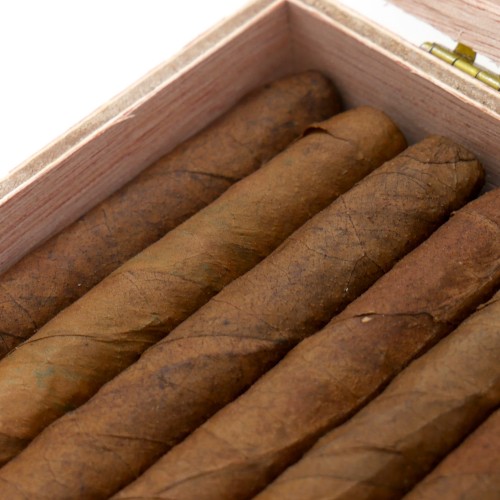 Dutch Label Wilde Senoritas - Box of 50