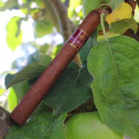 Mitchellero Corona Cigar - 1 Single